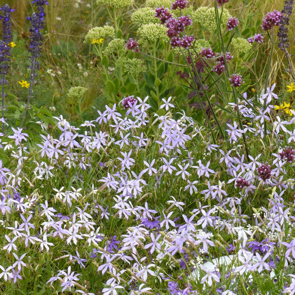 Isotoma axillaris Blue Star seeds - Laurentia, Blue Star Creeper, Rock Isotome