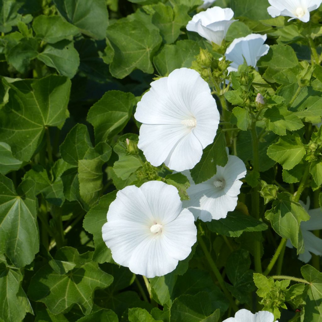 Lavatera trimestris Mont Blanc - Annual Mallow organic seeds