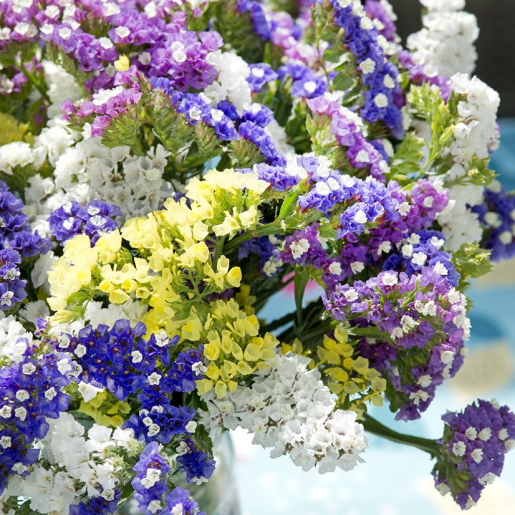 Limonium sinuatum Forever (mixed) -  Waved Sea Lavender seeds