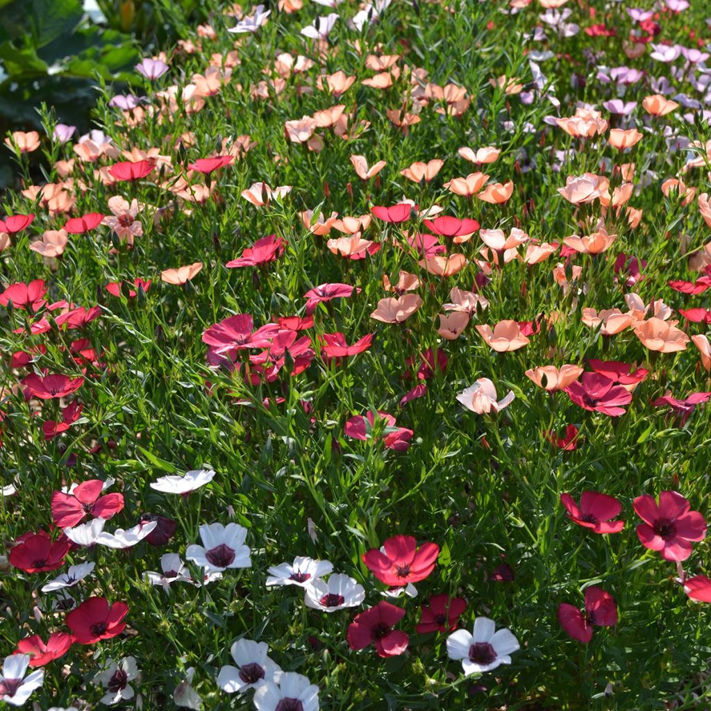 Linum grandiflorum Charmer Mix - seeds