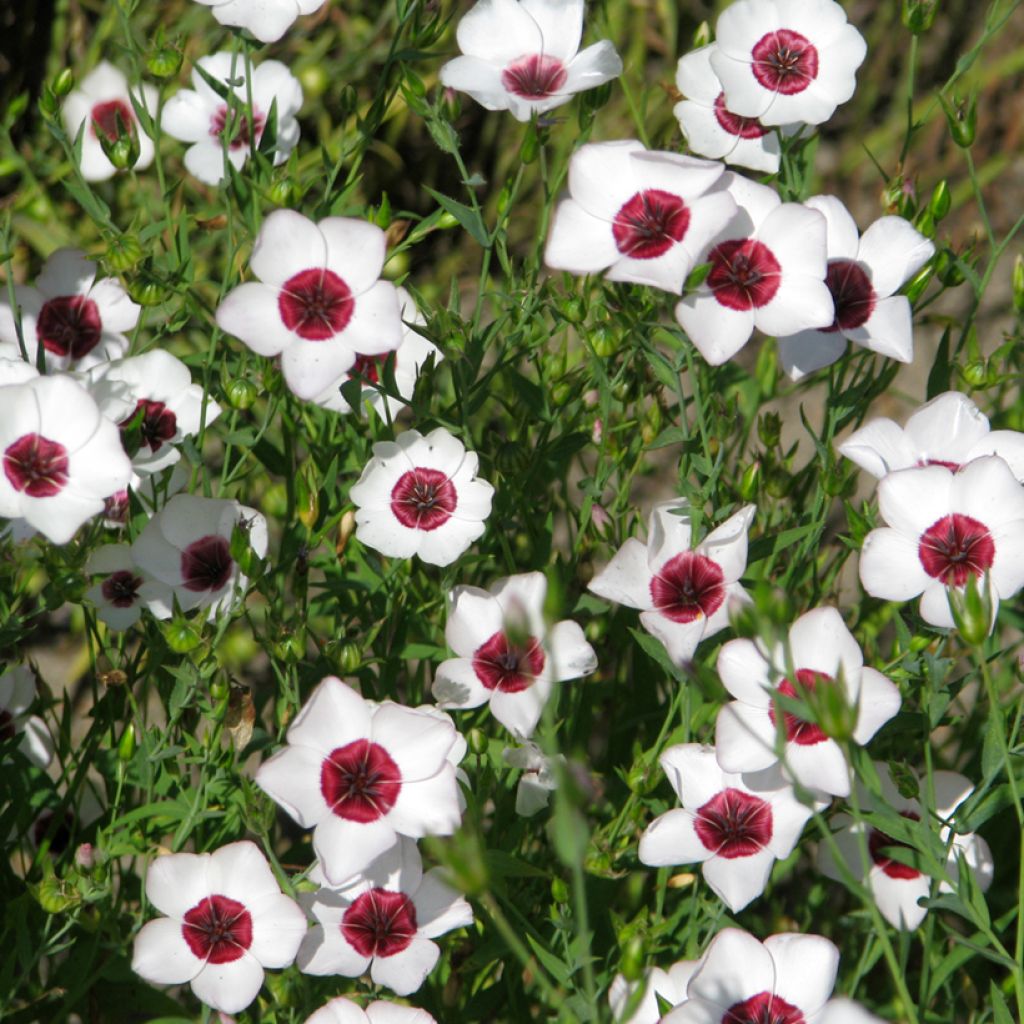 Linum grandiflorum Bright Eyes - Annual Flowering Flax Seeds