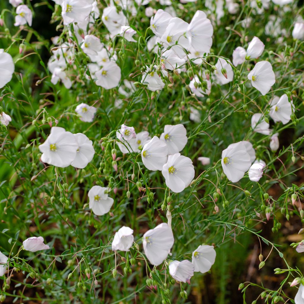 Linum perenne Album - seeds