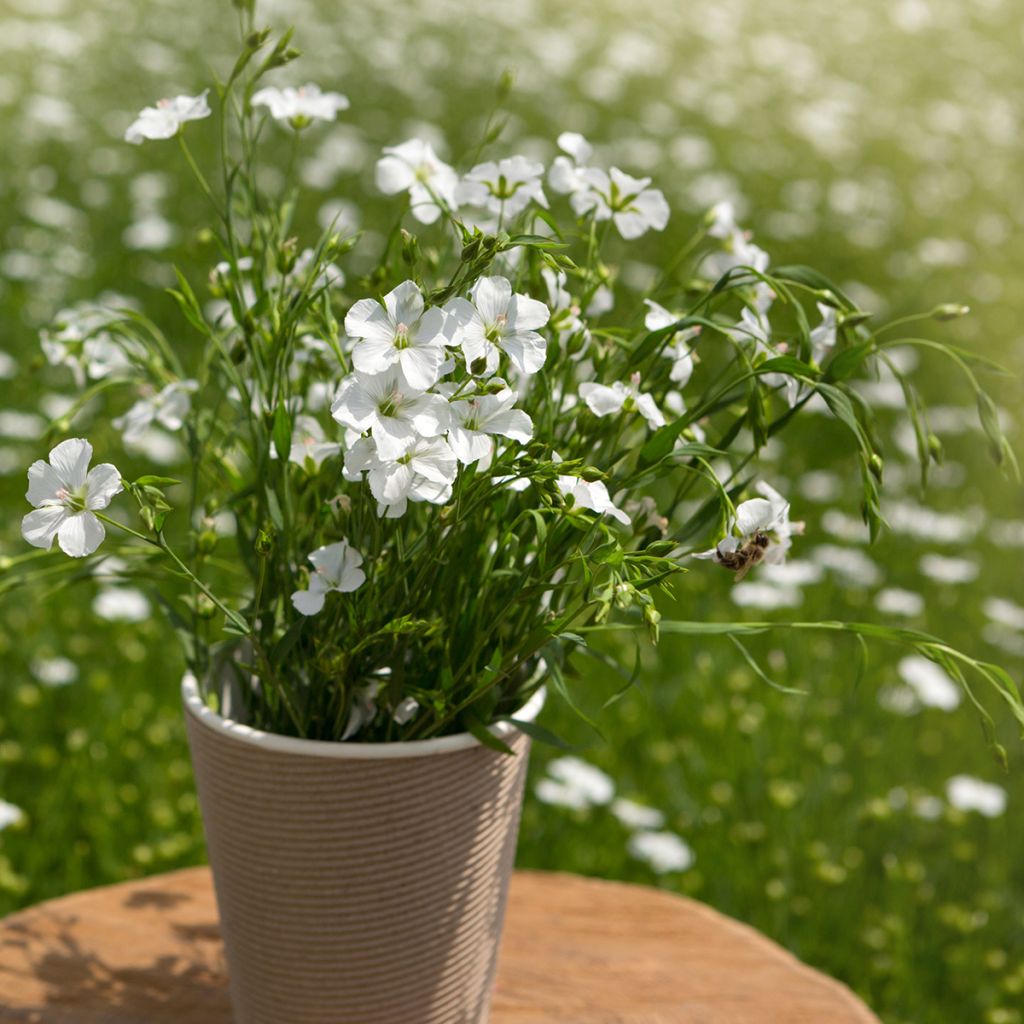 Linum perenne Diamant - seeds