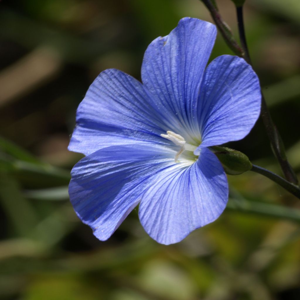 Linum perenne Blau Saphir - seeds