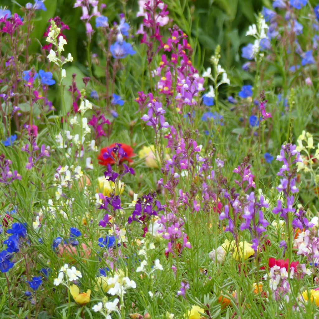 Linaria maroccana Fairy Bouquet mix -seeds