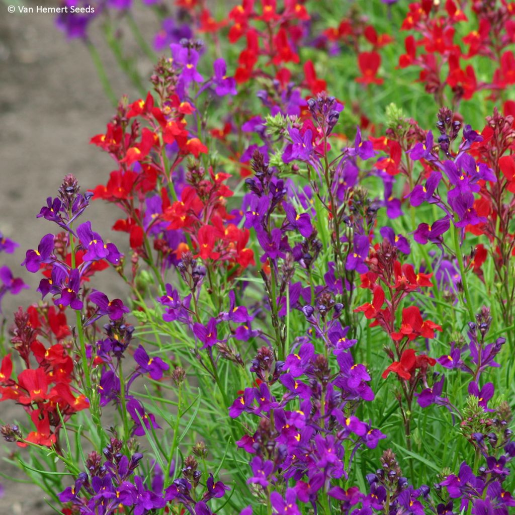 Linaria Rhythm & Blues - Moroccan toadflax seeds