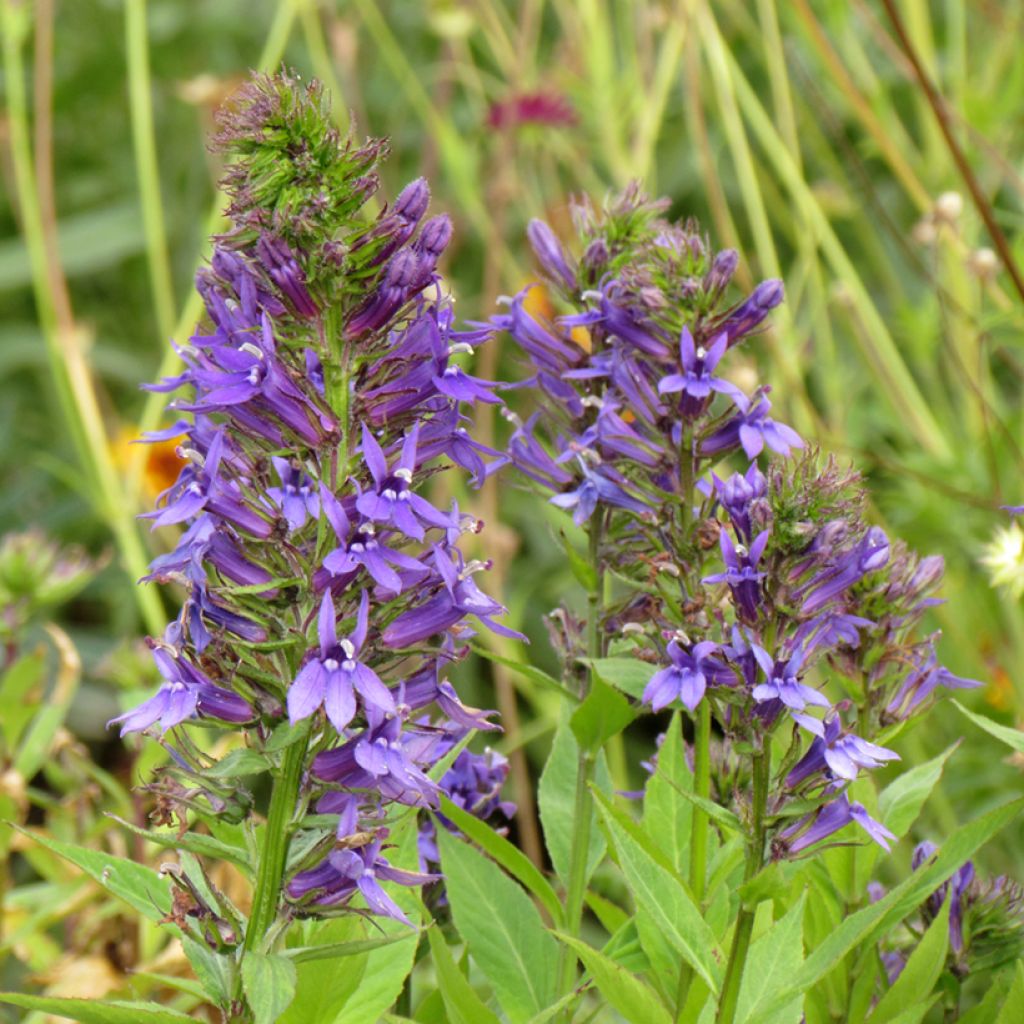 Lobelia x gerardii Vedrariensis - seeds