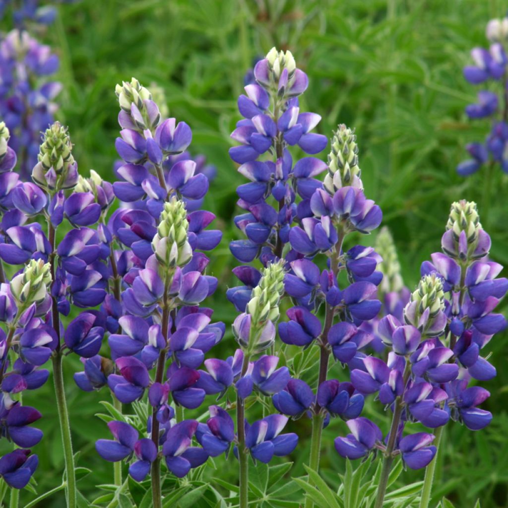 Lupinus hartwegii Avalune Blue - Annual Lupin Seeds