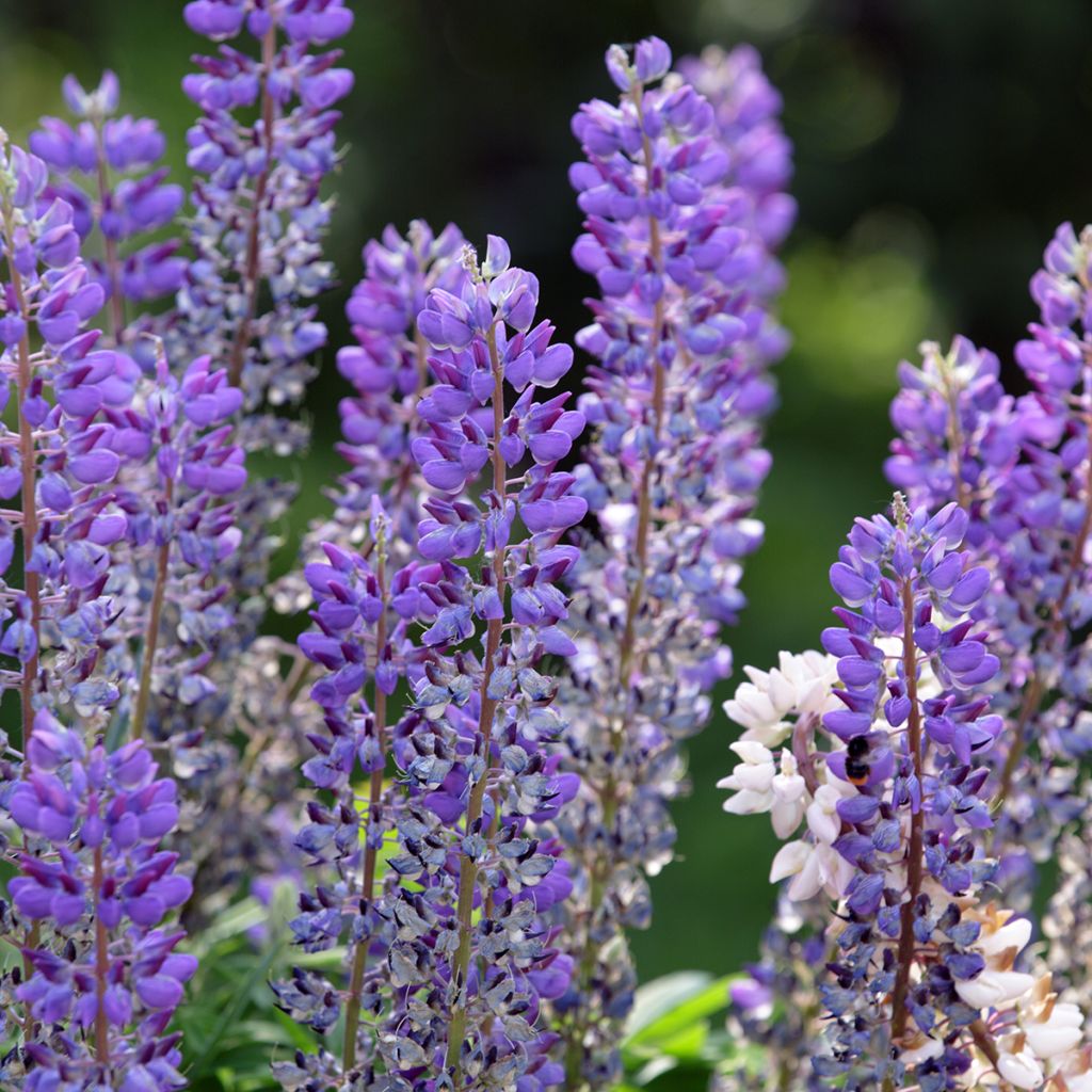 Lupinus perennis - seeds