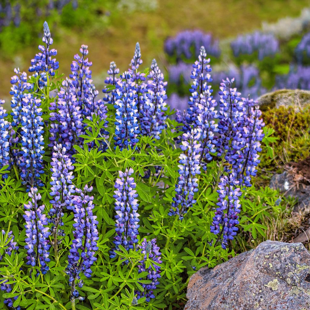 Lupinus perennis - seeds