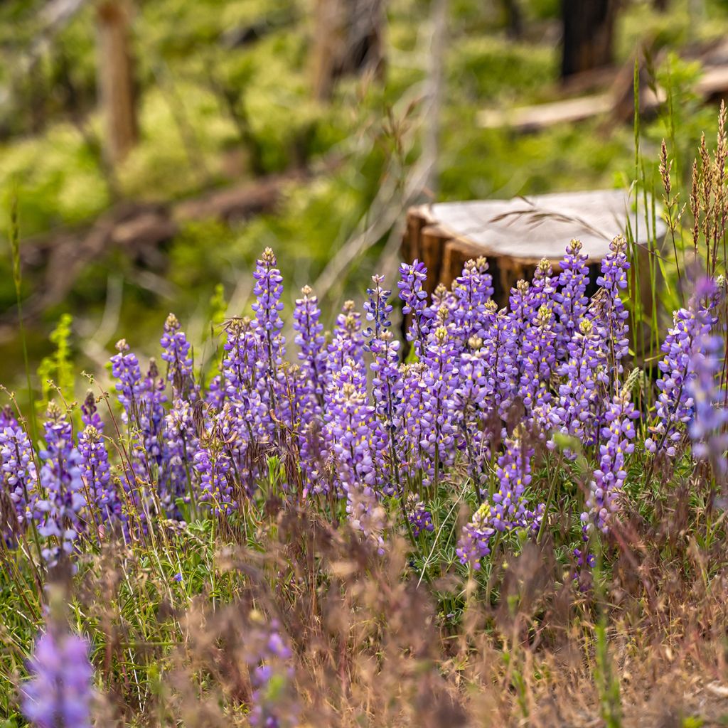 Lupinus perennis - seeds