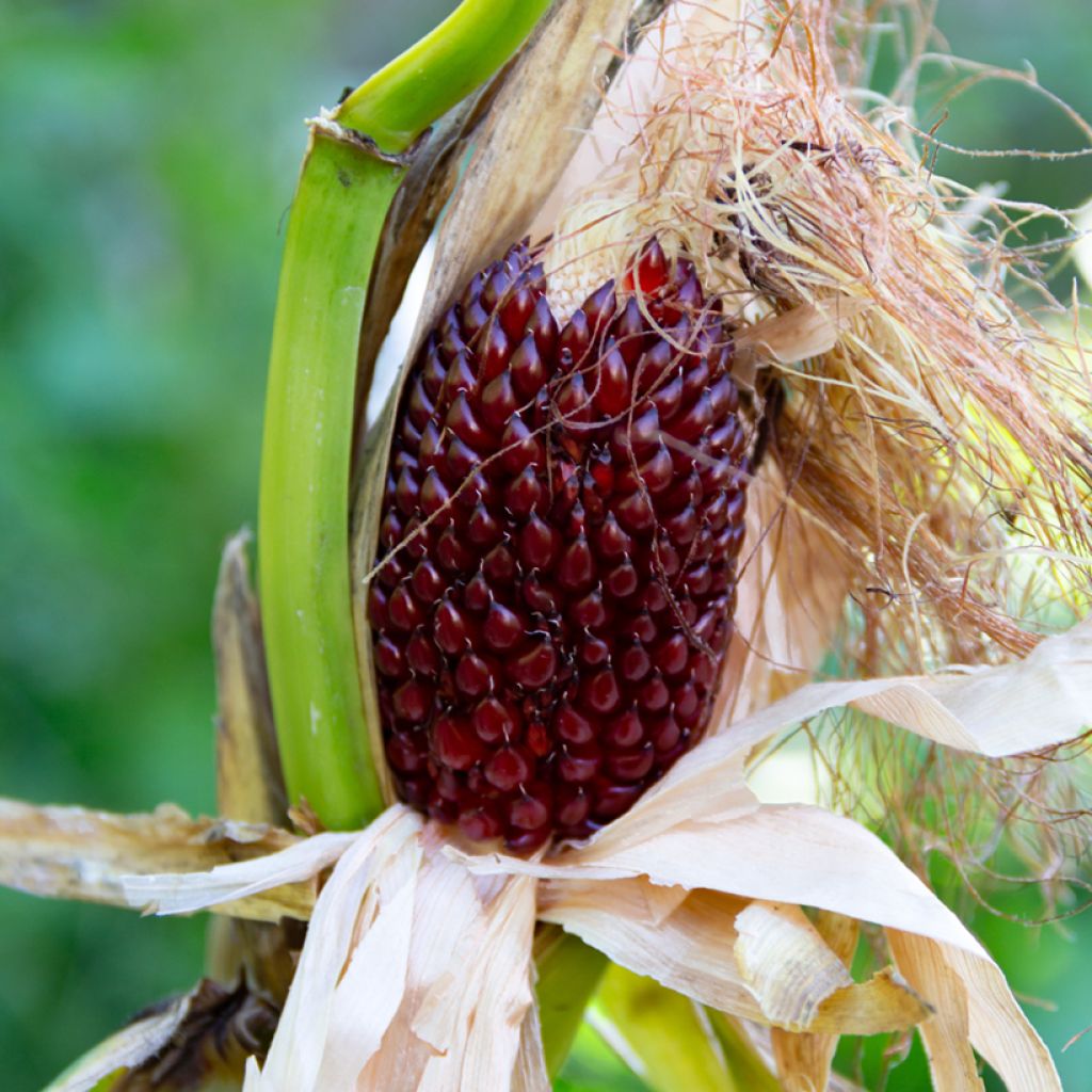 Sweet Corn Strawberry seeds - Zea mays