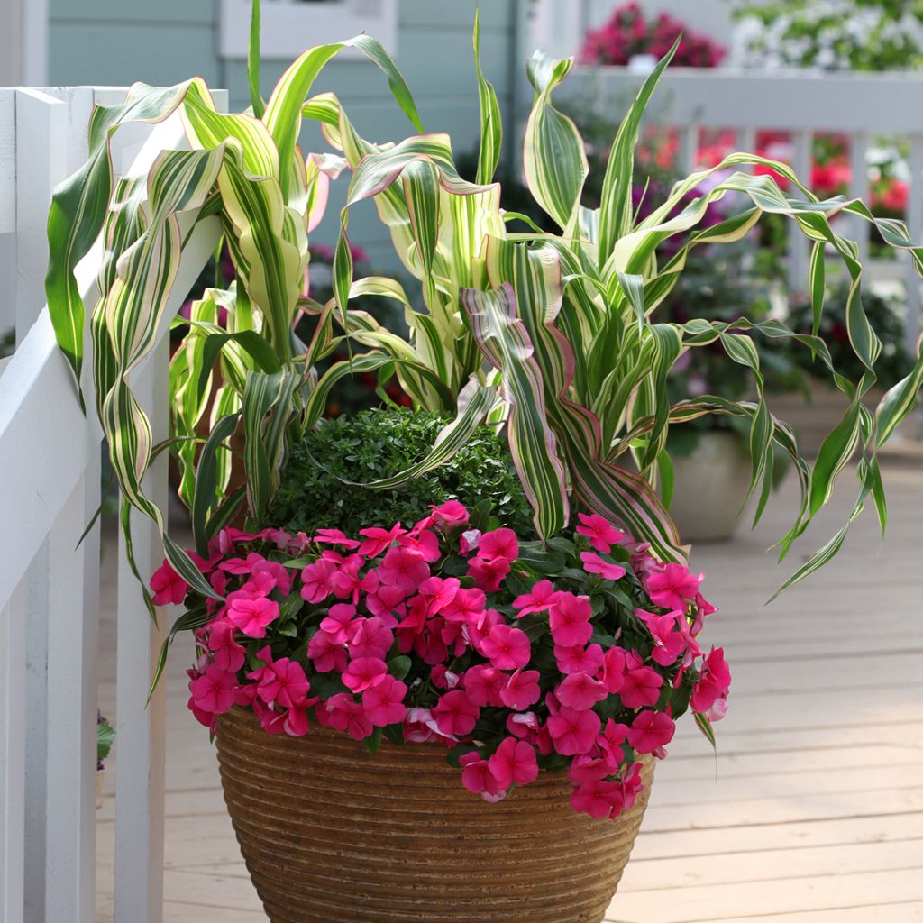 Zea mays Field of Dreams - Ornamental corn