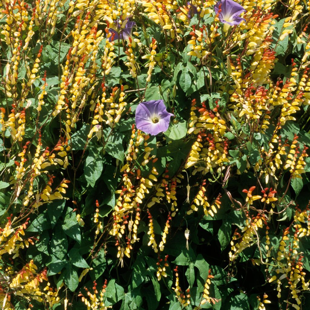 lobata Mina - seeds