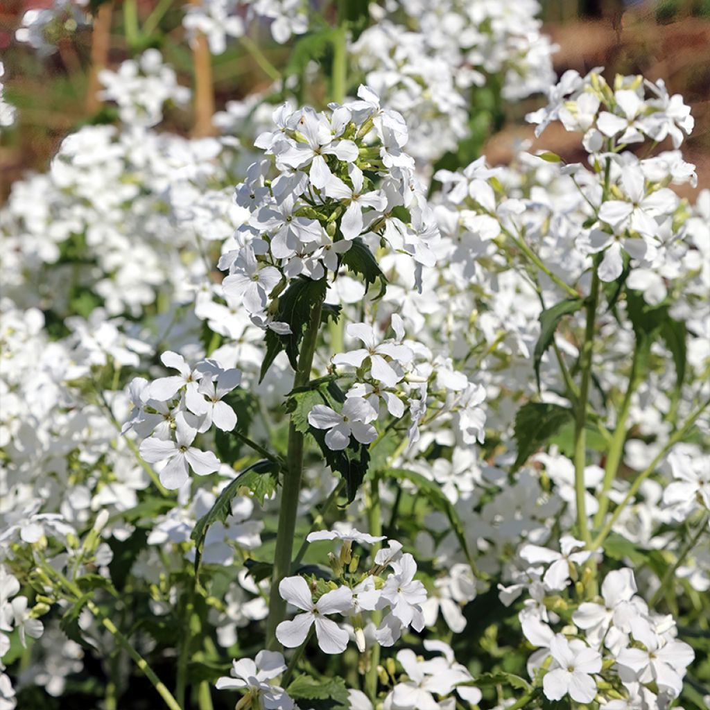 Lunaria annua Alba - Annual Honesty seeds