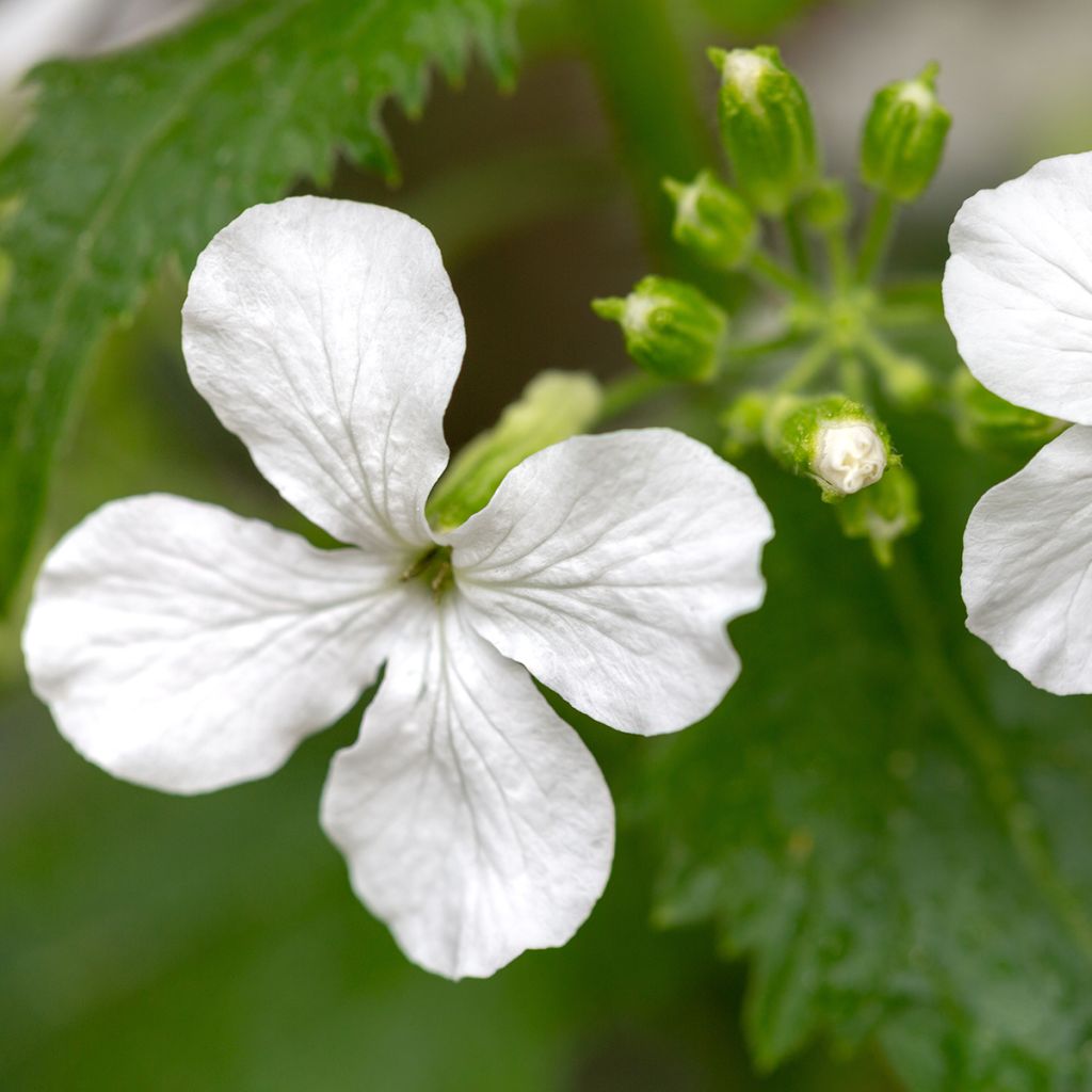 Lunaria annua Alba - Annual Honesty seeds