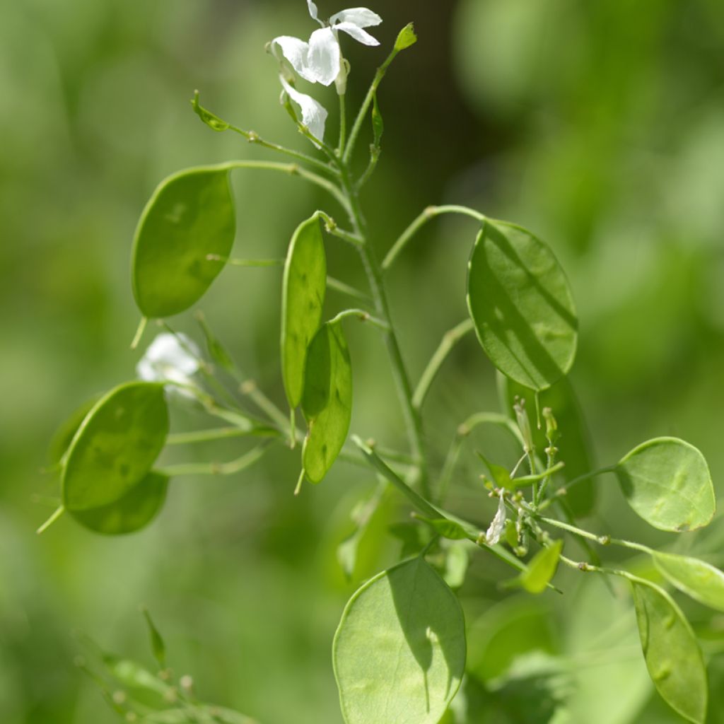 Lunaria annua - Annual Honesty seeds