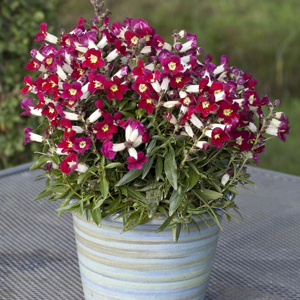 Snapdragon Antiquity Red Bicolour