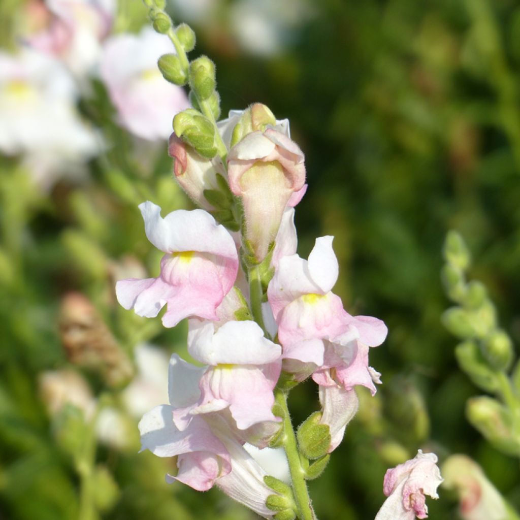 Snapdragon Appleblossom seeds - Antirrhinum majus