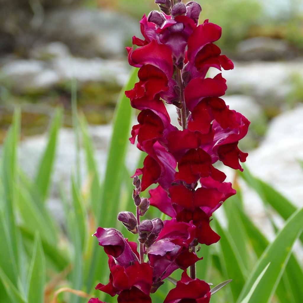 Snapdragon Black Prince Seeds - Antirrhinum majus