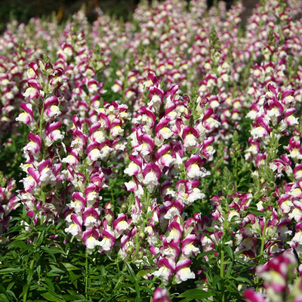 Snapdragon Cherry Twist Seeds - Antirrhinum x majus 