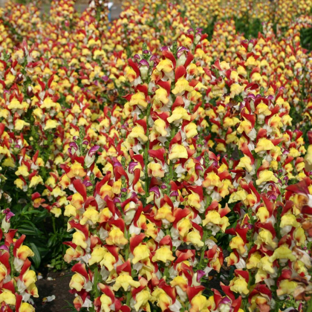 Snapdragon Mango Twist Seeds - Antirrhinum x majus 