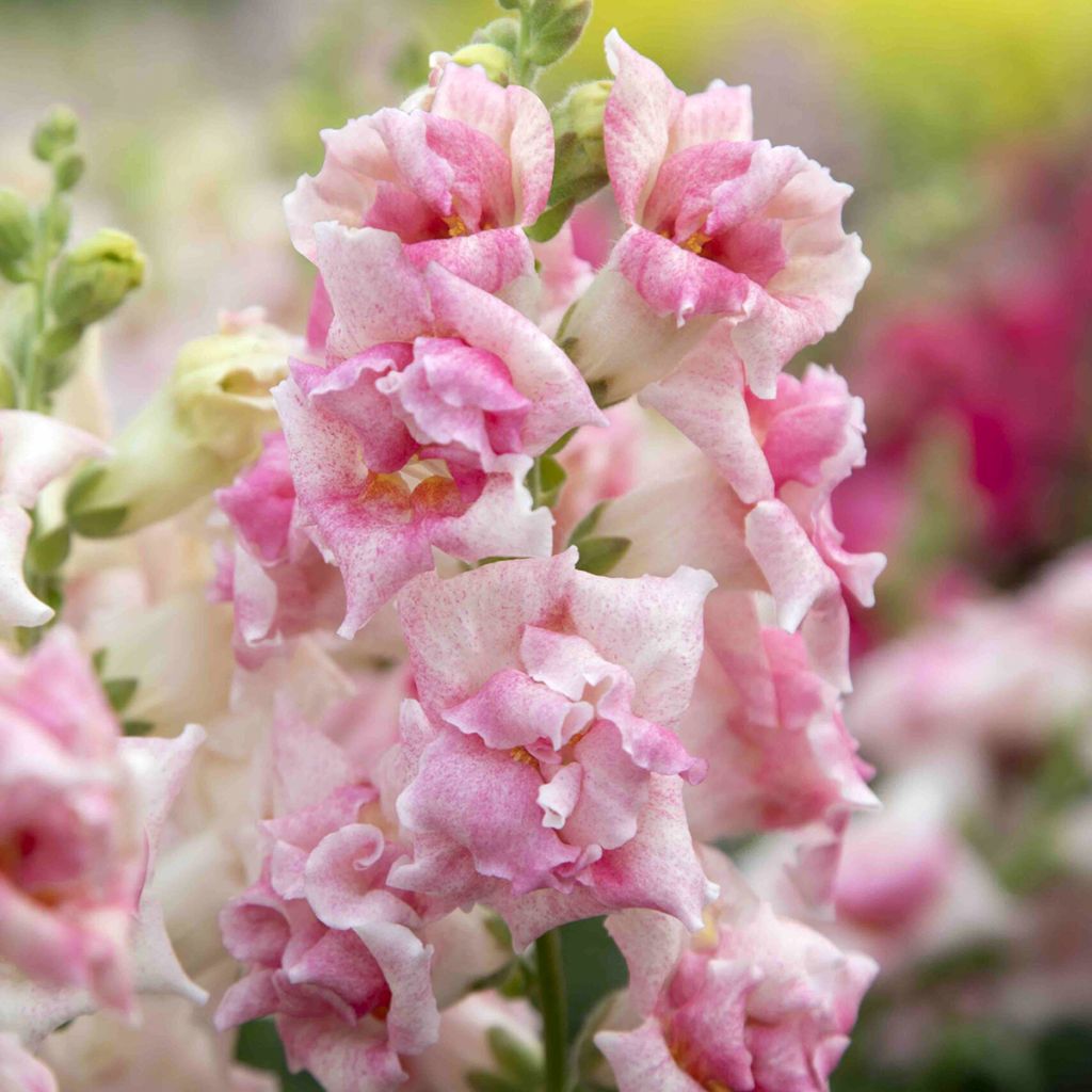 Antirrhinum majus Sweet Duet Appleblossom - Snapdragon