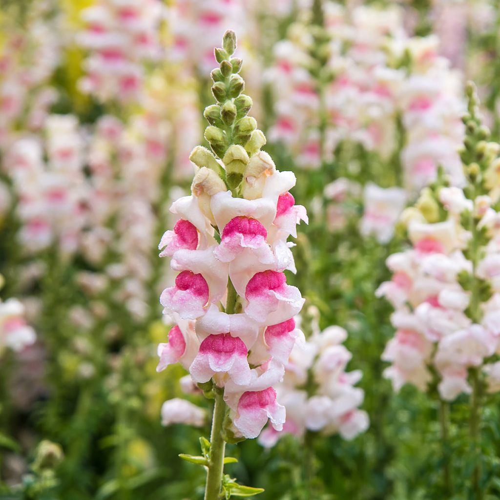 Antirrhinum majus Sweet Duet Appleblossom - Snapdragon