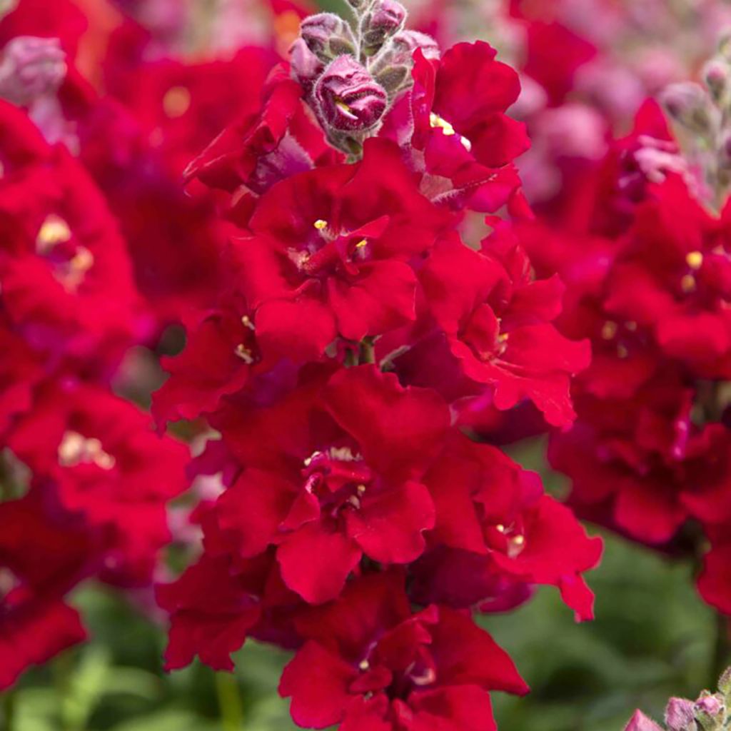 Antirrhinum majus Sweet Duet Deep Red - Snapdragon