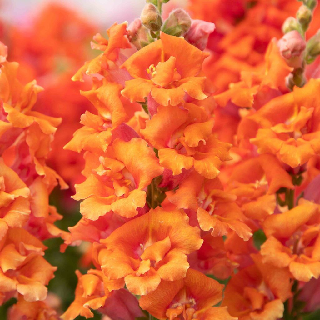 Antirrhinum majus Sweet Duet Peach - Snapdragon