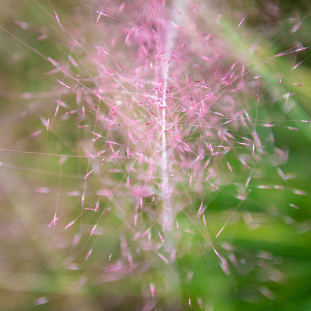 Muhlenbergia capillaris Ruby - Pink Muhly Grass seeds