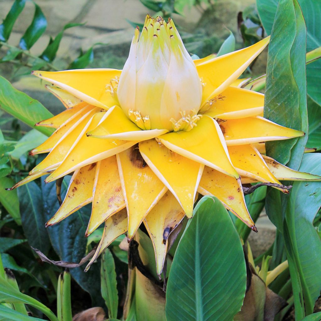 Musella lasiocarpa - Golden Lotus Banana seeds