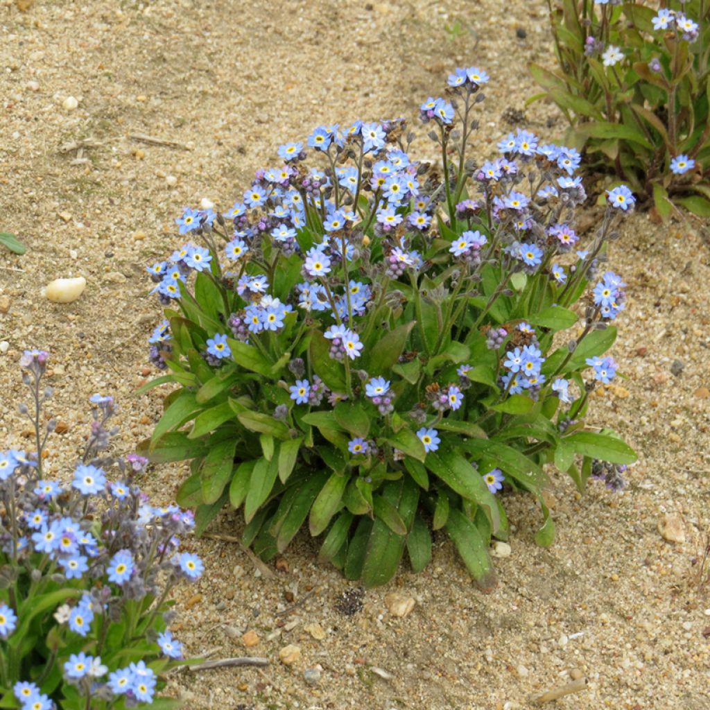 Myosotis sylvatica Victoria Azurea (Victoria Series) - seeds