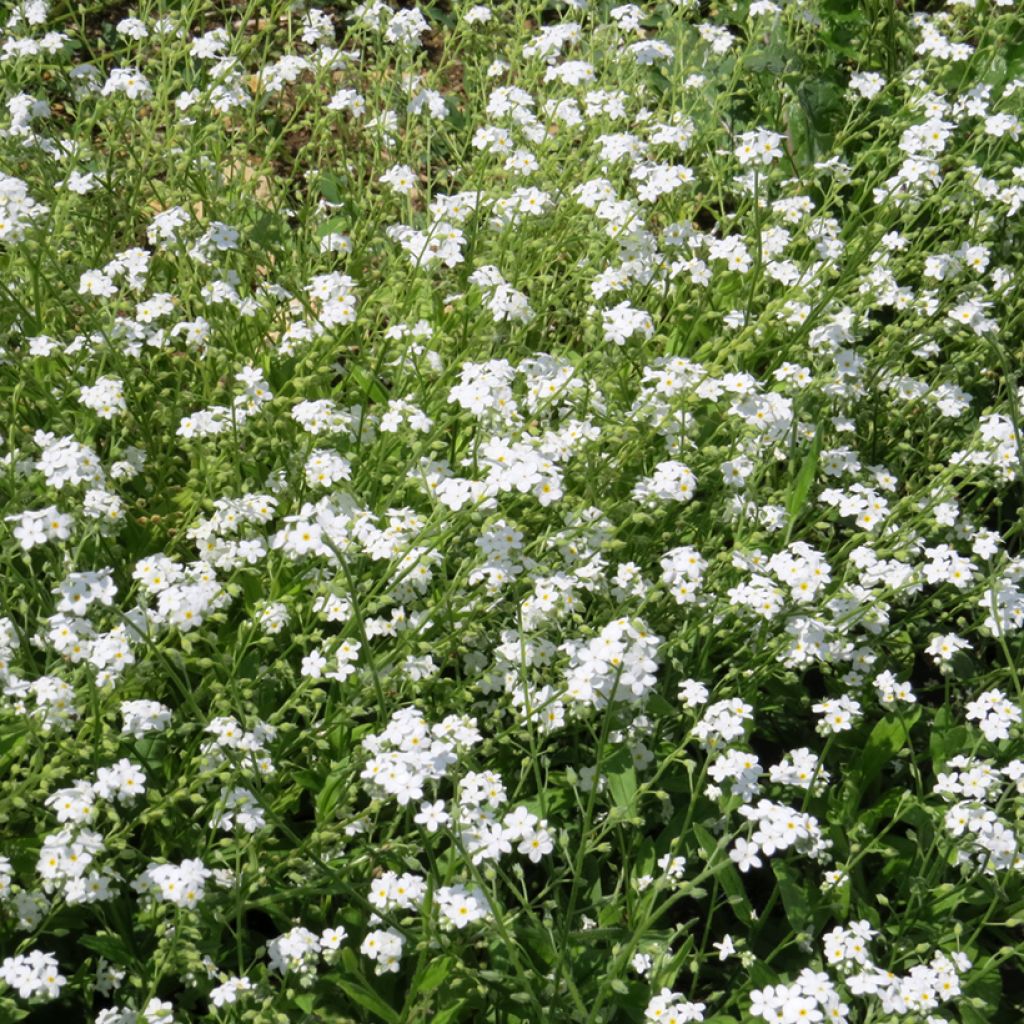 Myosotis alpestris white seeds - Alpine forget-me-not