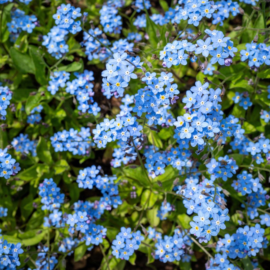 Forget-Me-Not Indigo Compacta Seeds - Myosotis sylvatica