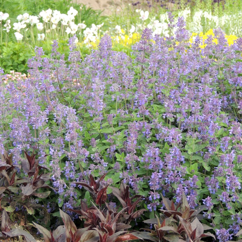 Nepeta racemosa Bleu - seeds