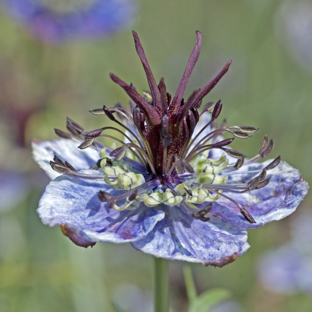 Love-in-a-mist Delft Blue Seeds - Nigella papillosa