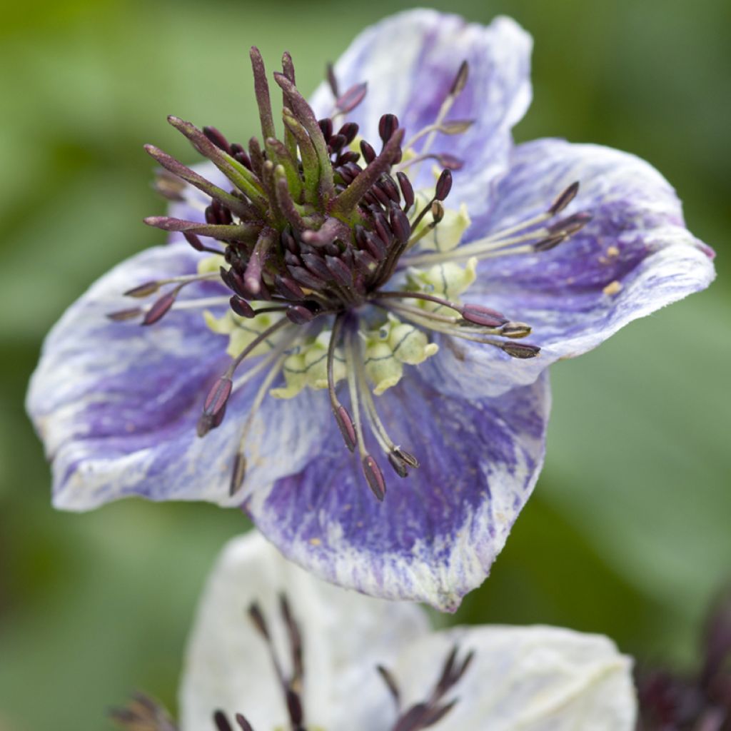 Love-in-a-mist Delft Blue Seeds - Nigella papillosa