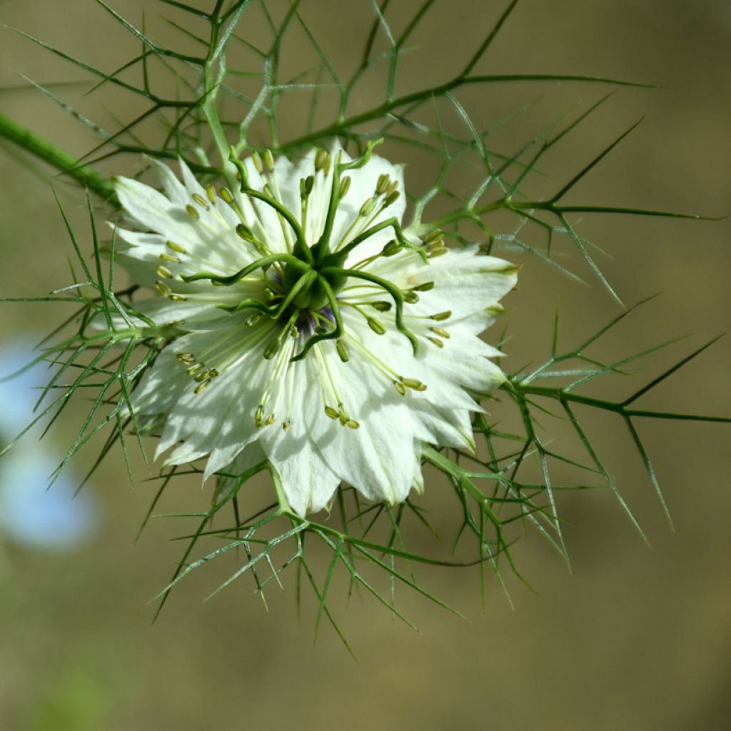 Love-in-a-mist Albion Green Pod Seeds - Nigella damascena