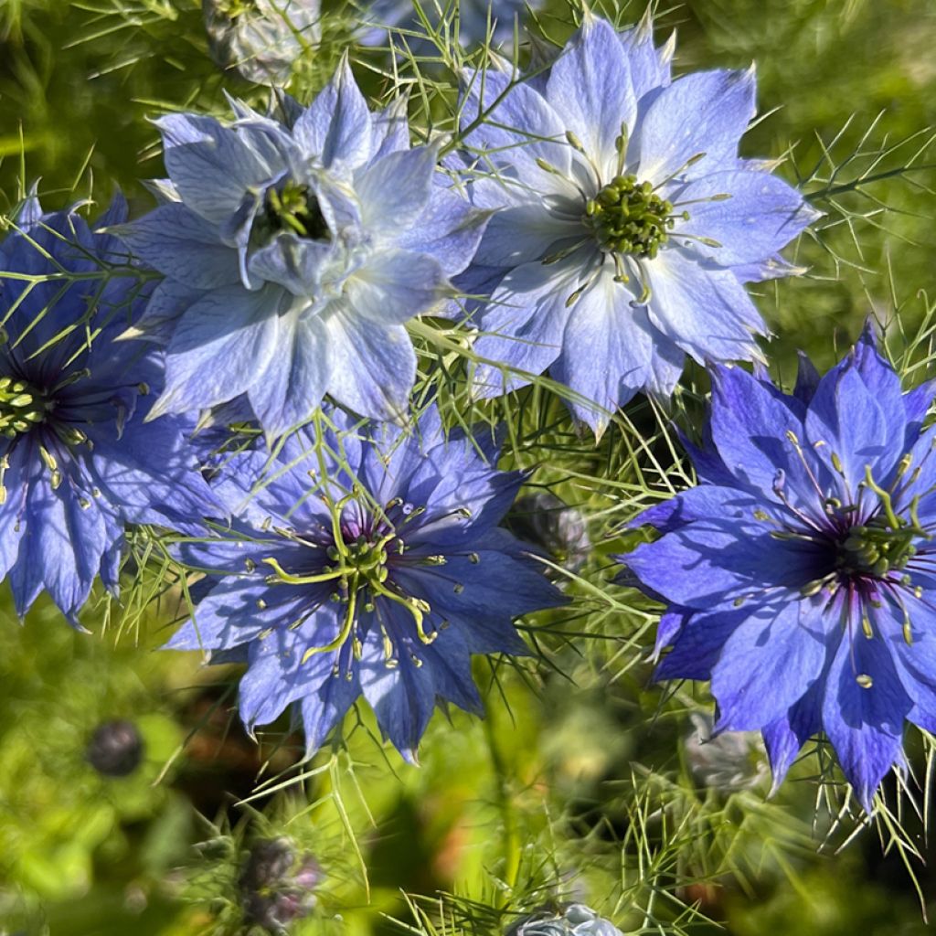 Nigella damascena Moody Blues - seeds