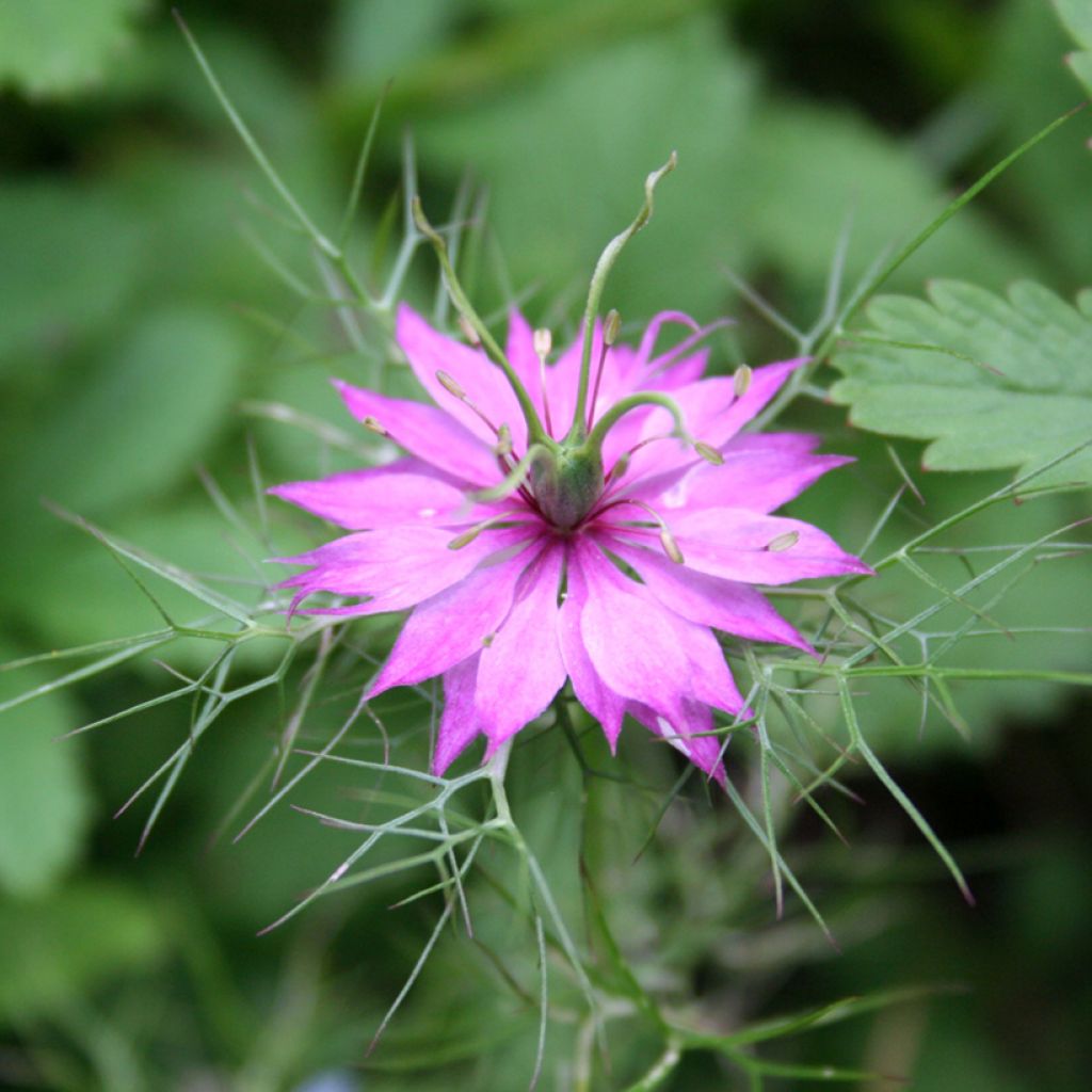 Love-in-a-mist Persian Rose Seeds - Nigella damascena