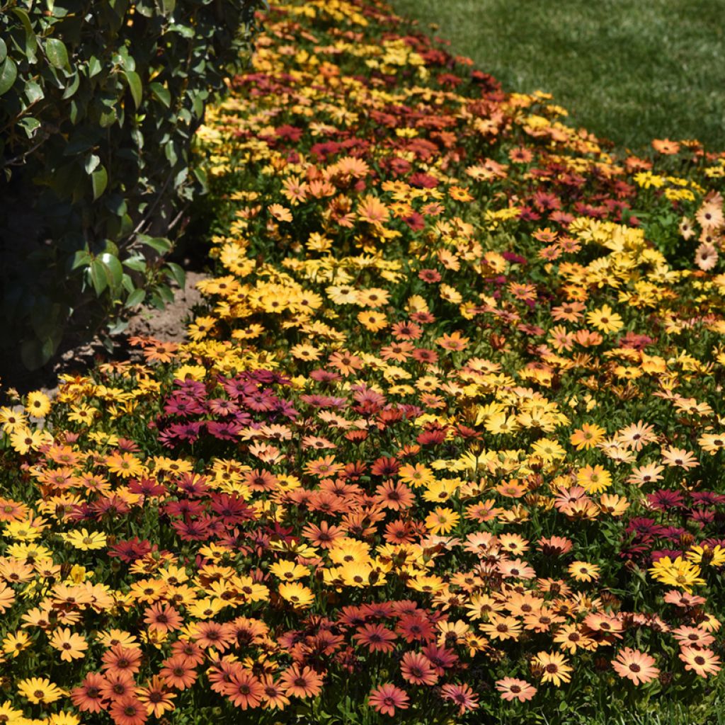 Osteospermum Akila Sunset Shades seeds - Cape Daisy