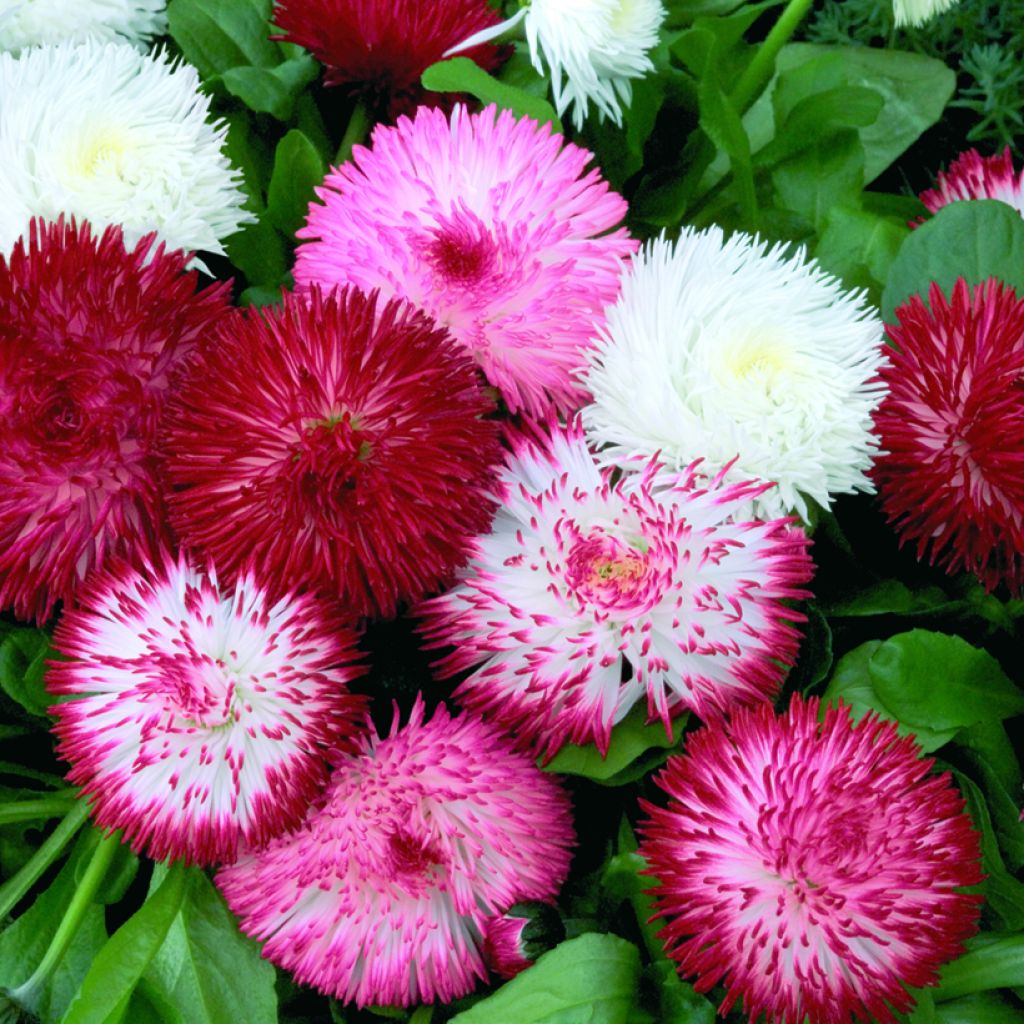 Bellis perennis Habanera Mix seeds - Daisy, Common Daisy, Lawn Daisy