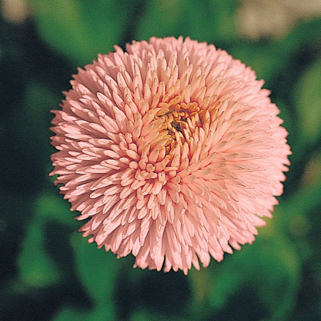 Bellis perennis Robella seeds - Daisy