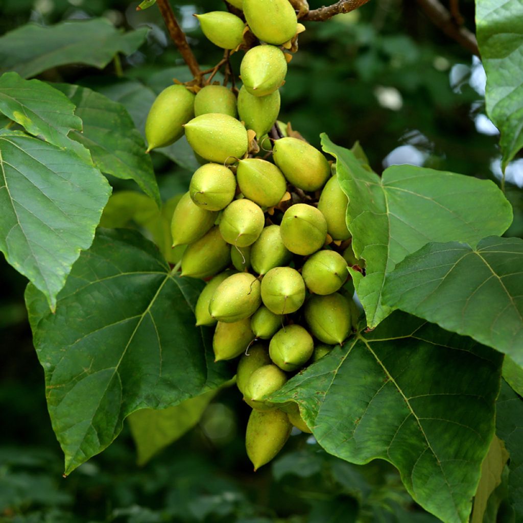 Paulownia tomentosa Seeds - Foxglove Tree