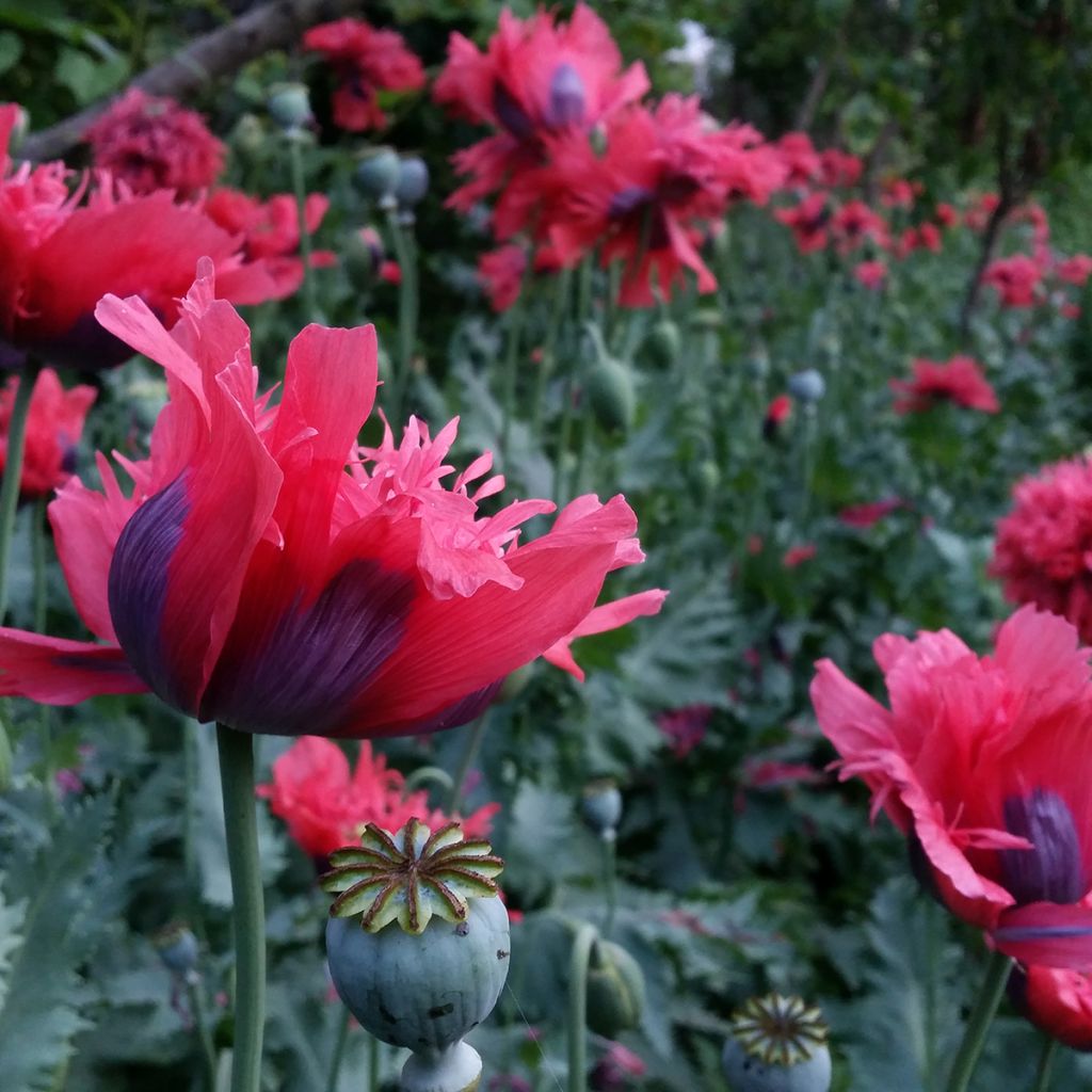 Papaver somniferum Crimson Feathers - Opium Poppy seeds