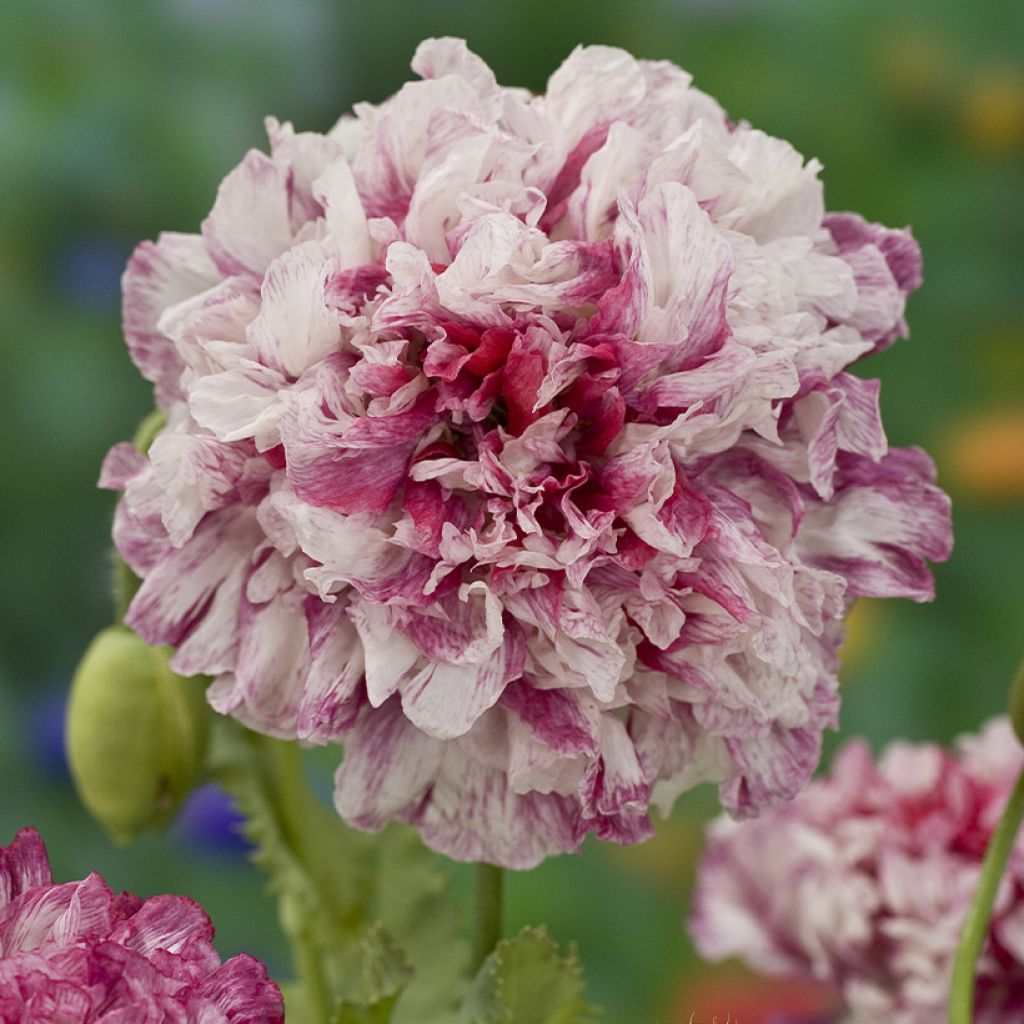 Papaver somniferum Flemish Antique - Opium Poppy seeds