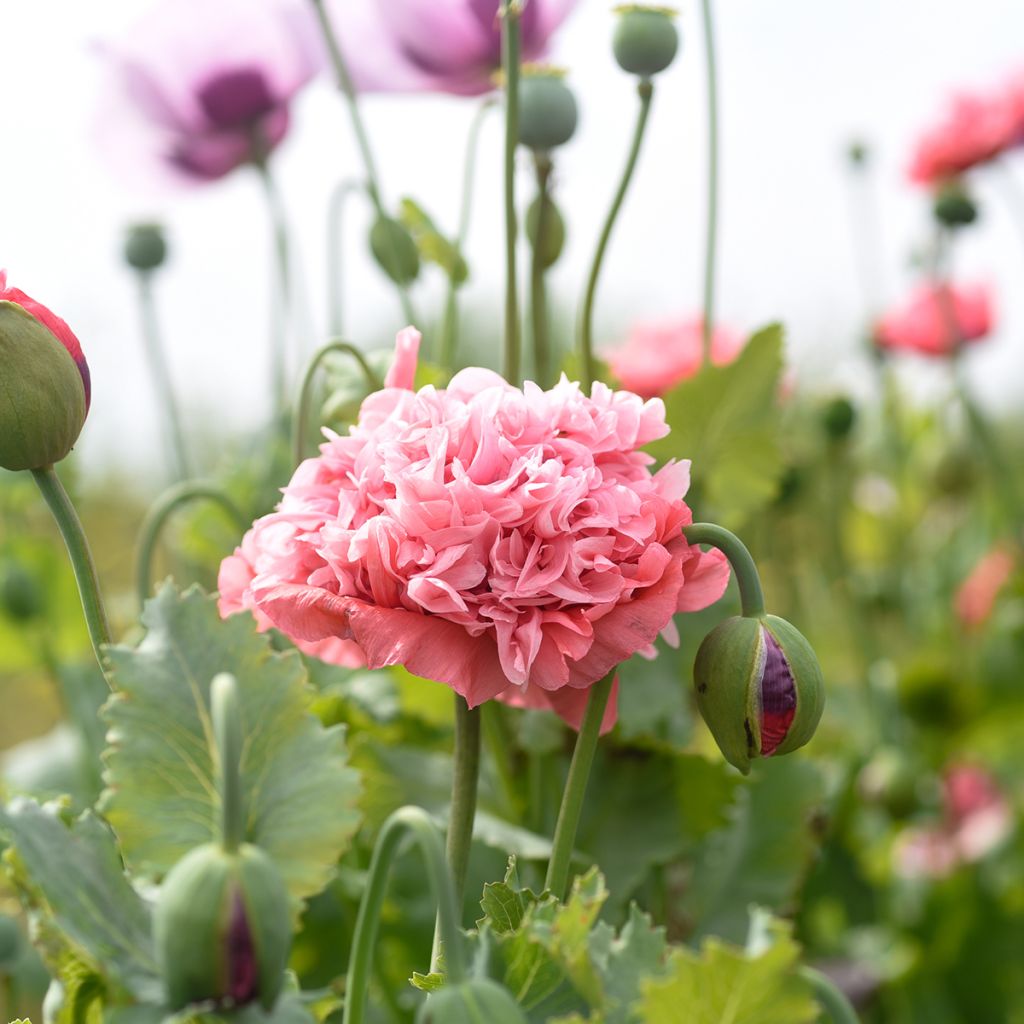 Papaver somniferum Frosted Salmon - Opium Poppy seeds