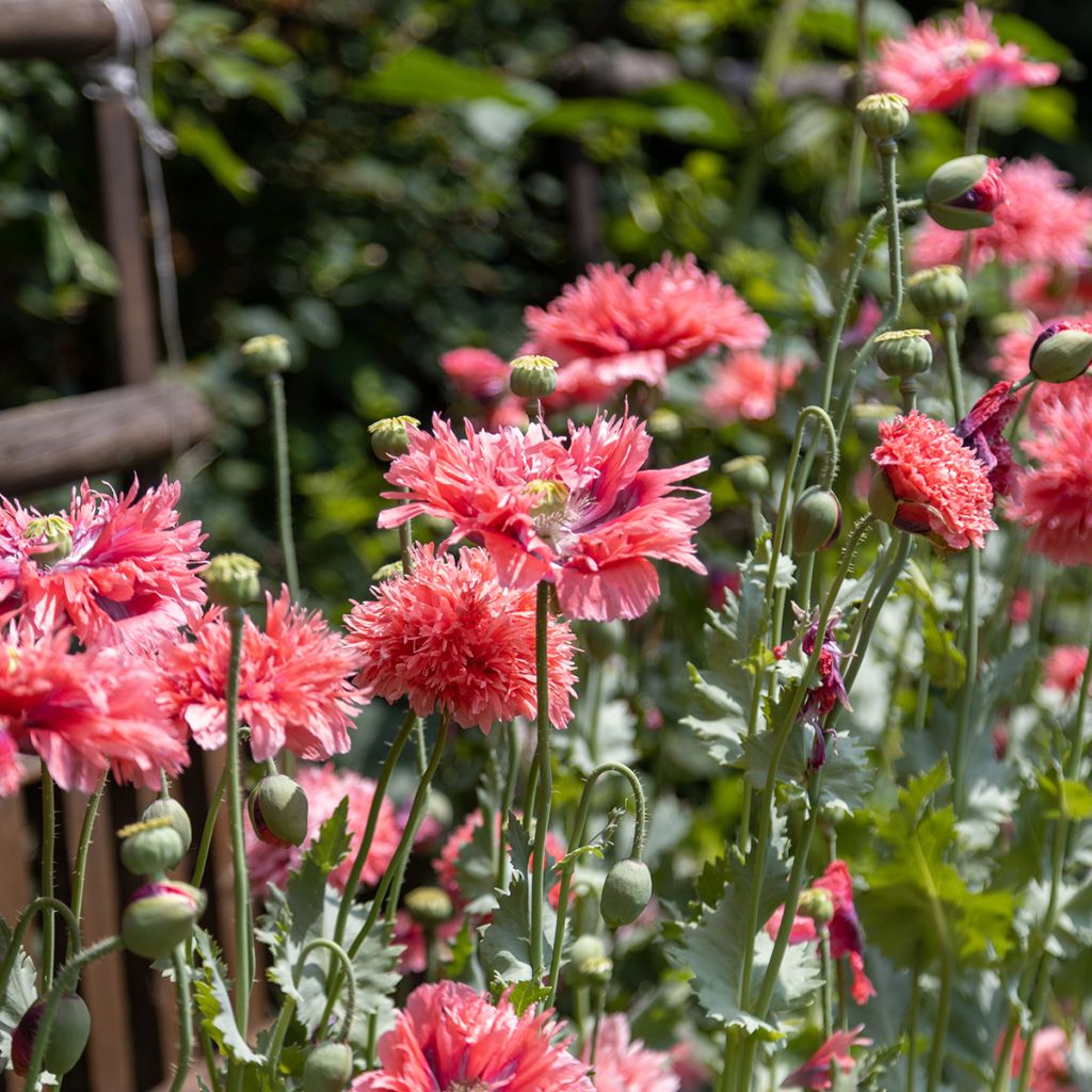 Papaver somniferum Rose Feathers - Opium Poppy seeds