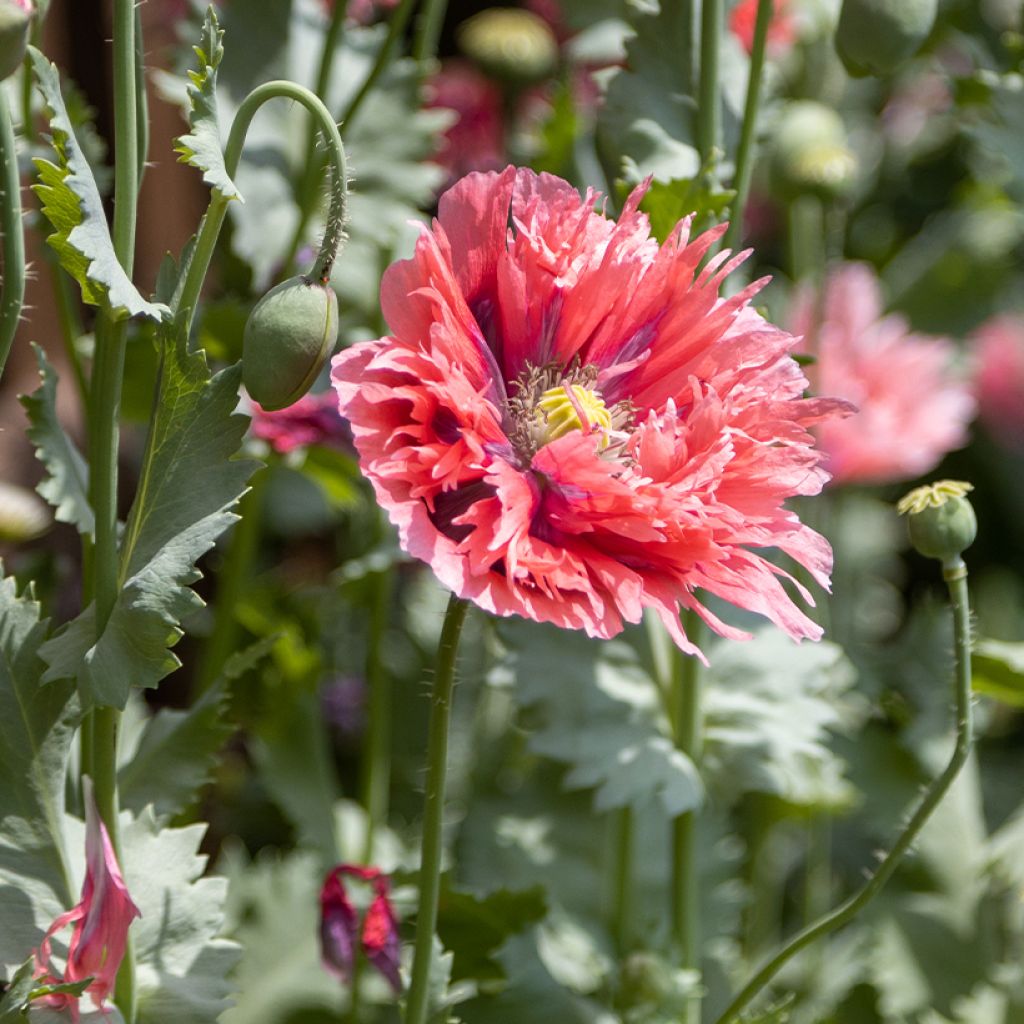 Papaver somniferum Rose Feathers - Opium Poppy seeds